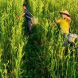 歌曲《我家黄花分外香》预祝黄花菜观摩研讨会圆满成功