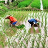 30余万亩晚稻“安家” 绘就丰收底色