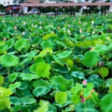 夏日限定浪漫 龙兴村千亩荷花邀您共赏