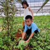 祁东新晋网红农场 摘瓜遛娃+烧烤 承包你的快乐周末