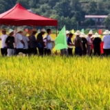 湘南生态区“一季稻＋油菜”观摩培训会在祁东县举办