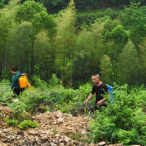 绿野村携手工作队  共绘油茶致富新篇章