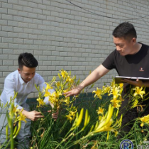 祁东“两季”黄花菜研发成功