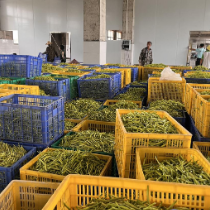 黄土铺镇：黄花菜采摘季 企业收购不停歇
