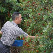高龙村杨梅迎来采摘旺季