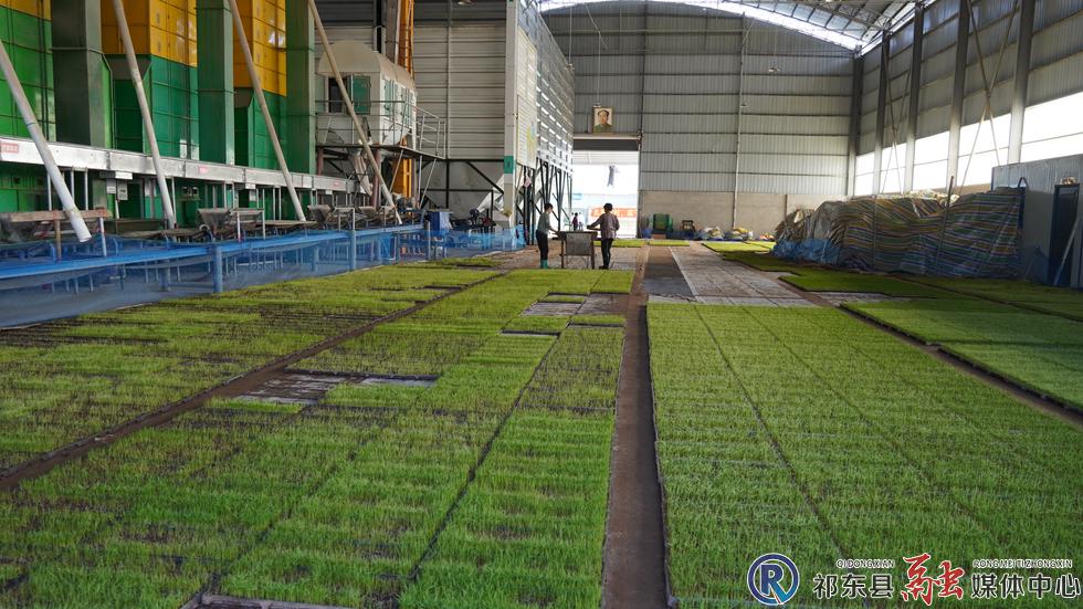 秧苗长空中我县智能育秧工厂太牛了