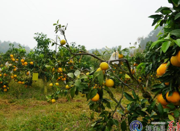 过水坪镇:丰汇农场200余亩果冻橙即将甜蜜上市