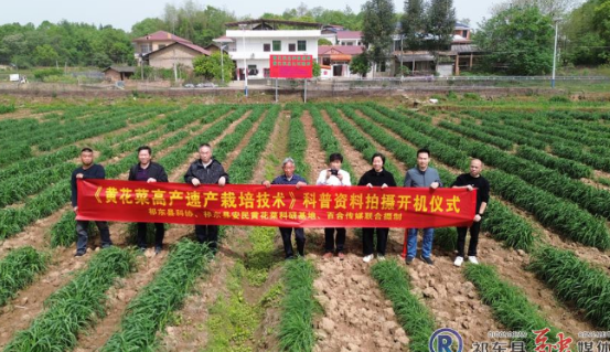 科普赋能黄花菜产业新征程