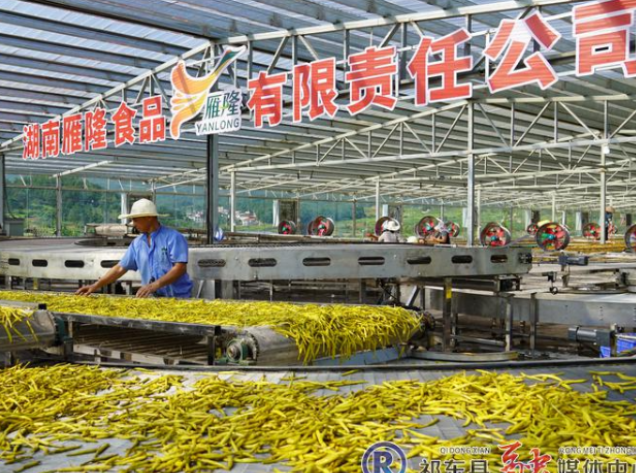 雁隆食品：传承古法技艺  匠心打造高品质黄花菜