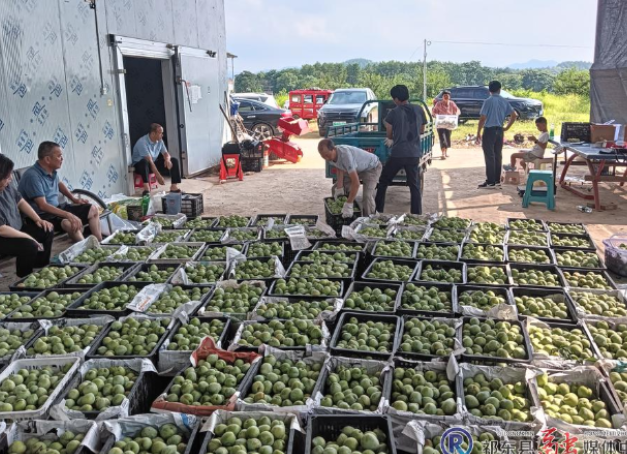 以“李”相待 蜜园生态果园奈李丰收