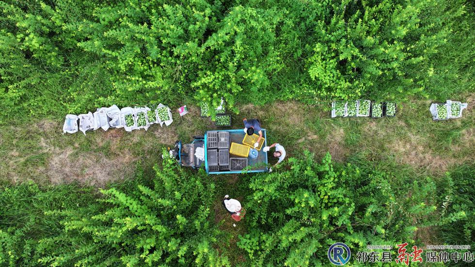 w_DJI_20250711082555_0140_D.jpg.JPG