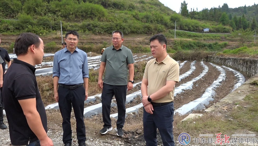 w_祁东县委副书记、县长曾海波实地查看塔卧镇仓坪村黄花菜产业.jpg.png w_祁东县委副书记、县长曾海波实地查看塔卧镇仓坪村黄花菜产业.jpg.png