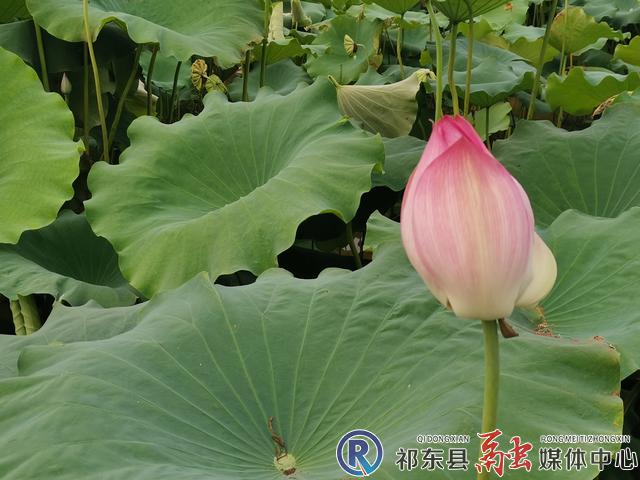 w_bf268950c1af538a83e1ec9feb1d5dd.jpg w_bf268950c1af538a83e1ec9feb1d5dd.jpg