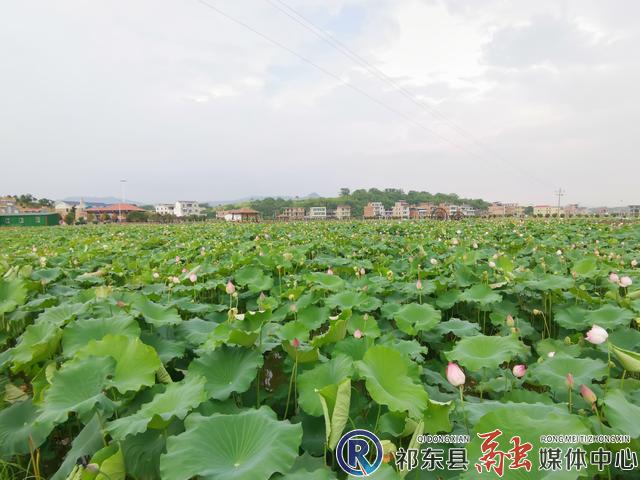 蒋家桥镇龙兴村映日荷花别样红