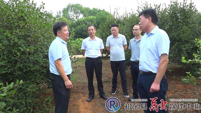 周跃军调研全县油茶产业发展