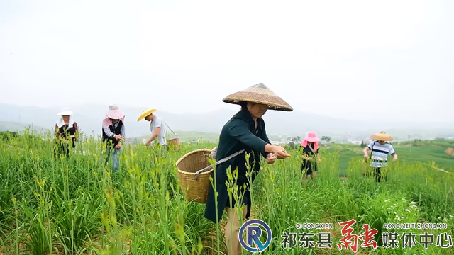 w_黄花菜截图.jpg.bmp