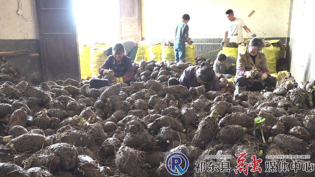 什么时候开始种植芋头 a268f372962e41e898ae0d104956400d.jpg