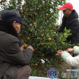 走进乡村75：砂糖橘熟了！才艺哥啊顺的快乐田园