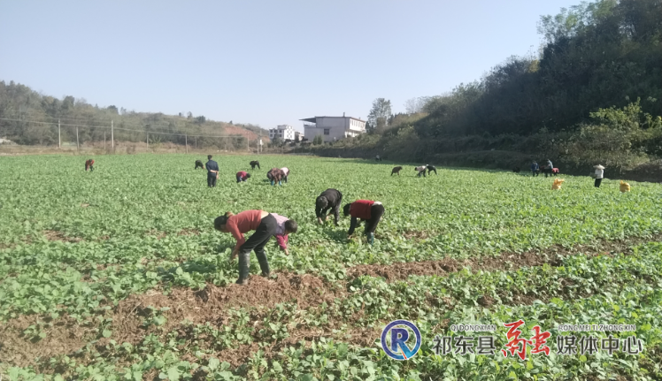 白鹤街道推进秋冬油菜种植