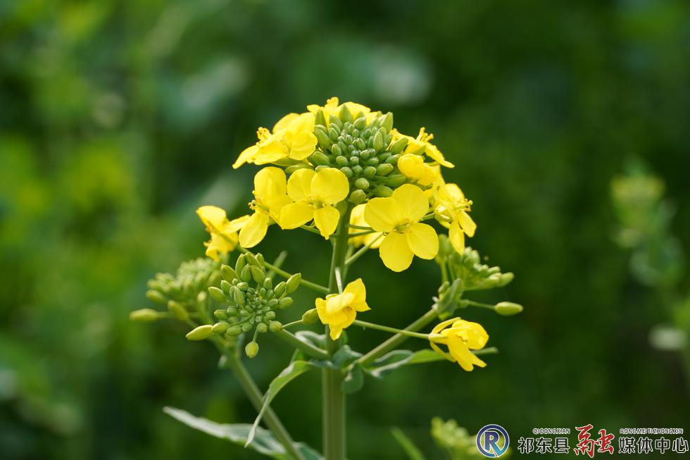 黄土铺：油菜花开春意浓 田园风光引客来