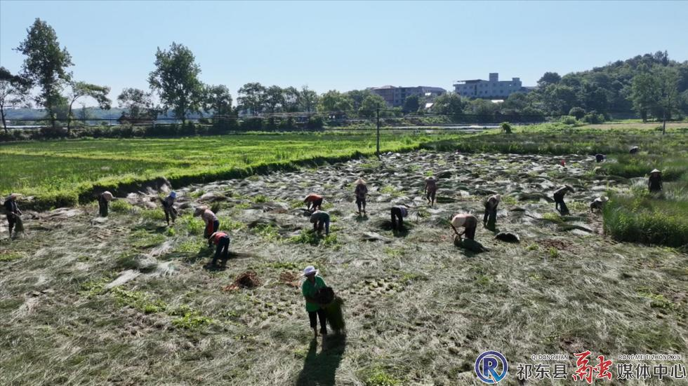 金桥镇：席草产业助力乡村振兴