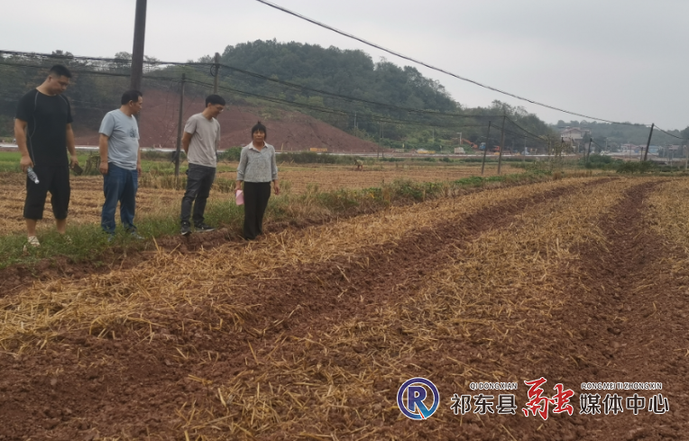 鸟江镇政协助力秸秆综合利用和焚烧管控