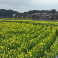 鸟江镇:油菜花海  美如画卷