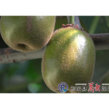 【乡村有约】“嘴”甜红心猕猴桃  解锁幸福生活“密码”