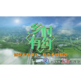 【乡村有约】“保护价+改良工艺”让黄花菜更香甜