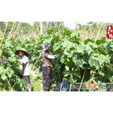 【乡村有约】小产业撬动致富杠杆 为乡村振兴赋“鲜”能