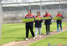 归阳镇：水稻插秧进入“倒计时”