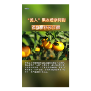  “美人”果冻橙亲阿甜 百姓增收笑开颜