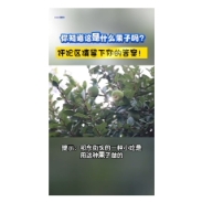 你知道这是什么果子吗？