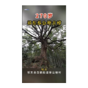  你想看哪我来拍 | 祁东蔡公塘古樟树