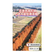  白地市水杉林进入最佳观赏期