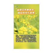 油菜花开春意浓 田园风光引客来