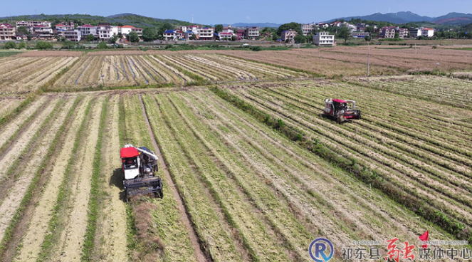 我县开展首届油菜机收减损大比武