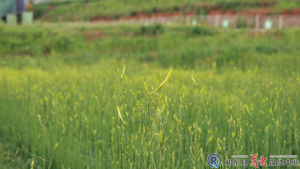 祁东县:又到黄花采摘季   祁东鲜黄花菜上市啦