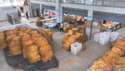 我县烤烟开秤收购 服务升级助农增收