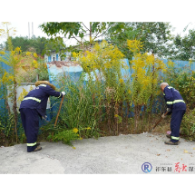 县园林绿化所：清除“生态杀手” 守护生态平衡