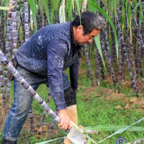 程勇军:独臂单腿种出“甜”日子