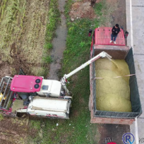 祁东县:稻黄谷熟正当时 全力抢收保归仓