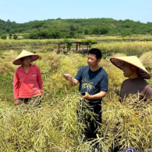 河洲镇：油菜喜丰收 田间收割忙
