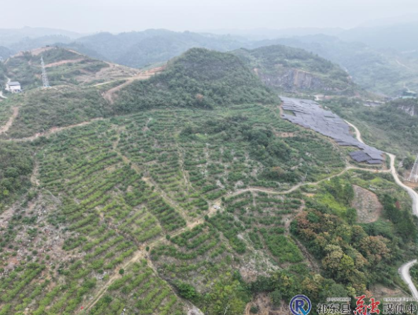 雷卫军：归巢筑梦 发展药材产业