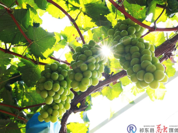 永昌街道:葡萄飘香引客来