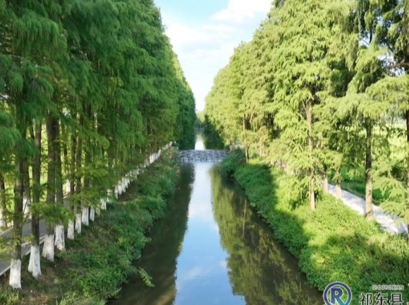 金秋十月 杉影水光——打卡白地市“绿色隧道”