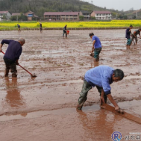 鸟江镇：春耕好光景 田间育秧忙