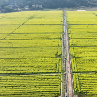 金桥镇仁赋村：千亩油菜花绘就春日胜景