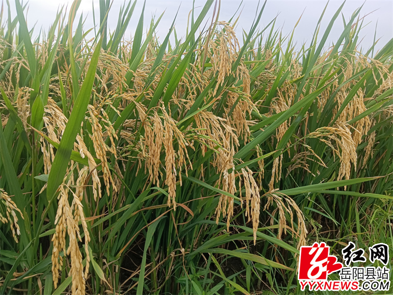 公田镇粮食生产万亩综合示范片早稻颗粒饱满.jpg