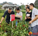 5年坚守，桃源特色辣椒提纯复壮完成